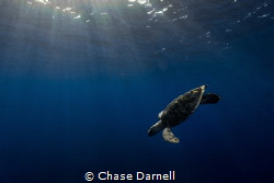 "Dawn Dive"
A Hawksbill Turtle taking a dive in the earl... by Chase Darnell 
